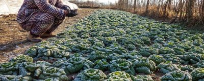 植物防凍劑的使用方法，通常按照800-1000倍使用效果最佳
