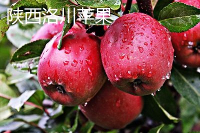 我國蘋果產(chǎn)地，主要集中在北方