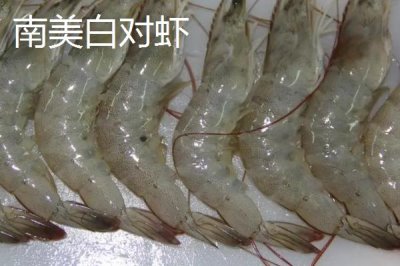 東方對蝦的產(chǎn)地，主產(chǎn)于東海、黃海、勃海等海域
