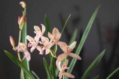 梅蘭竹菊的寓意，梅花寓意百折不撓