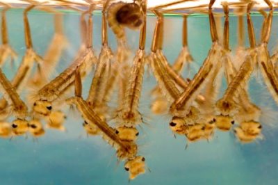 錦鯉魚吃什么食物，分為植物性飼料、動物性飼料、合成飼料