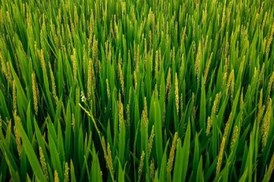 國(guó)豪優(yōu)2115水稻品種的特性，全生育期152.4天