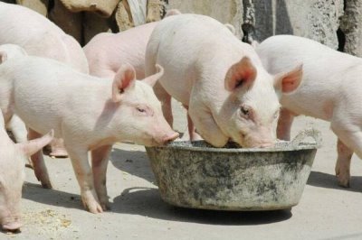 發(fā)酵飼料養(yǎng)豬的優(yōu)點(diǎn)，能促進(jìn)消化又能防治疾病