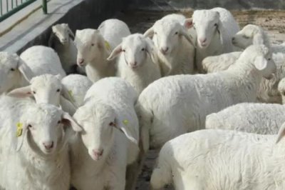 養(yǎng)羊注意事項，放牧飼養(yǎng)和舍飼的注意事項不同
