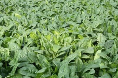 越冬菠菜什么時(shí)候種植，可在平均氣溫在17-19℃時(shí)播種