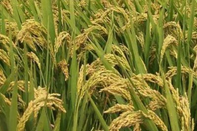 粳稻適宜的種植海拔上限是多少，適宜種植海拔為1800米以上