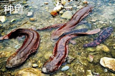 娃娃魚商品魚和種魚的鑒別方法，商品魚的色澤一般比較蒼白