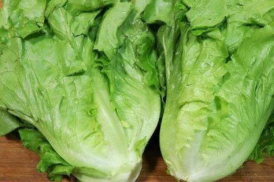 種植哪些蔬菜可以致富，青蒜、油麥菜、小白菜等品種均為適宜選擇