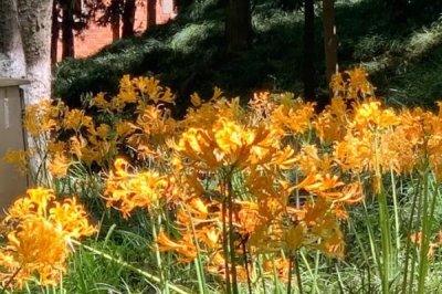 忽地笑的花語(yǔ)是什么，死亡的愛、愛的非常痛苦是其花語(yǔ)