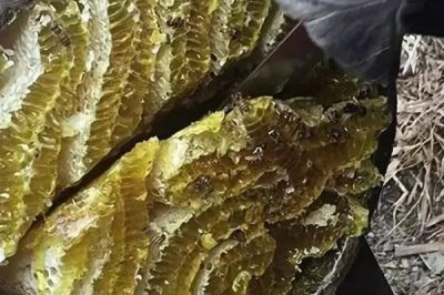 土養(yǎng)中蜂幾月份割蜜，通常在初夏至中秋期間割蜜