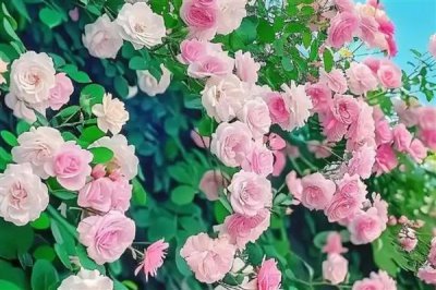 薔薇花的花語，寓意純潔的愛情