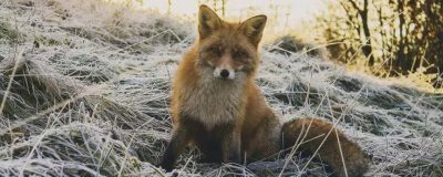 狐貍的食物，主要捕食鼠類、魚類、蛙類等動物