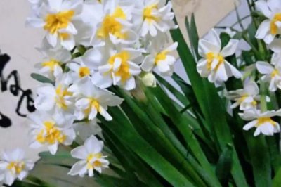 白色花卉品種，包括水仙花、梔子花、茉莉花等種類