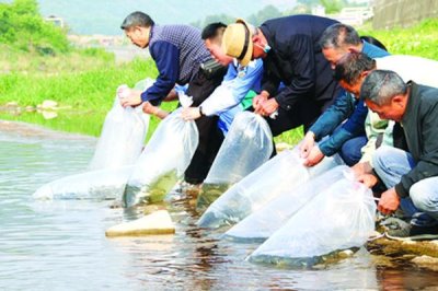 墨魚(yú)怎么養(yǎng)殖,選擇合適的海域之后可用網(wǎng)箱養(yǎng)殖