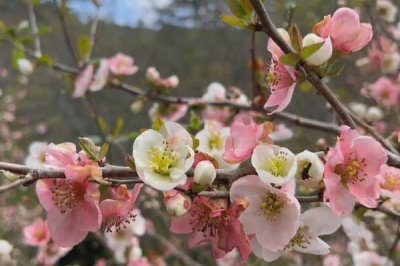 海棠花的花語，寓意離愁、苦戀之情等
