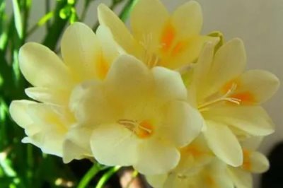 小蒼蘭什么時(shí)候開花，花期4-5月