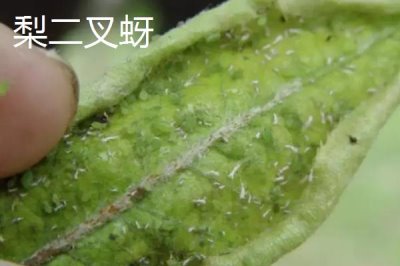 氯氰菊酯適合什么時(shí)候打，不同蟲害的防治時(shí)間和方式不同