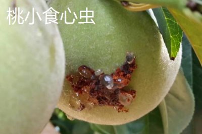 氯氰菊酯適合什么時(shí)候打，不同蟲害的防治時(shí)間和方式不同