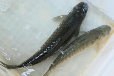 烏青魚是什么魚，實際上就是青魚