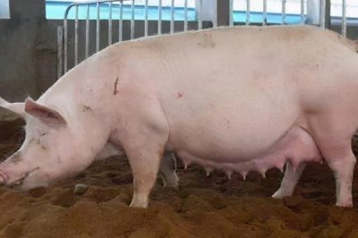 母豬如何催奶，可利用黃瓜、韭菜或者黃豆等食物催奶