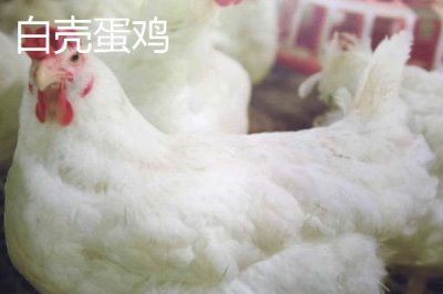 產(chǎn)蛋率高的母雞品種，因地制宜很重要