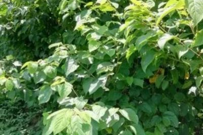 拐棗樹苗的價格，產(chǎn)地、規(guī)格和購買量決定價格