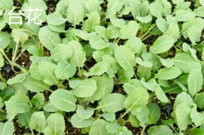 青梗松花菜苗的價(jià)格，一株需要0.1-0.5元左右