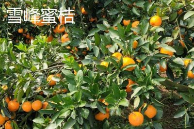 湖南臨湘的土特產(chǎn)，包括龍窖腐乳、龍窖醬菜、臨湘黑茶等種類