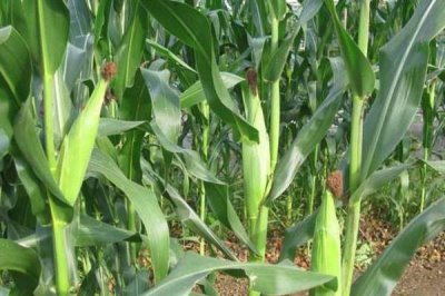 良玉919玉米種簡(jiǎn)介，可精量播種及機(jī)械化收獲
