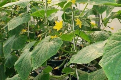 家庭版黃瓜種植技巧，一年四季均可播種