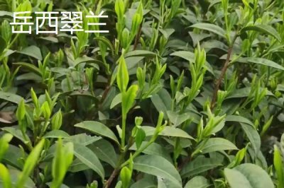 安徽省十大名茶，黃山毛峰屬于我國歷史名茶之一
