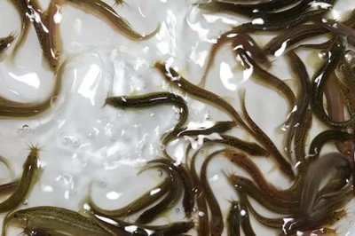 泥鰍的價(jià)格，當(dāng)前售價(jià)趨于平穩(wěn)
