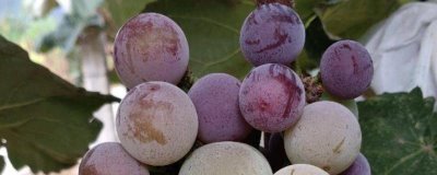 夏紅蜜葡萄的品種特點(diǎn)，超強(qiáng)抗病且絕不裂果
