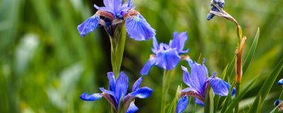 藍(lán)色鳶尾花的花語，寓意素雅大方、暗中仰慕等