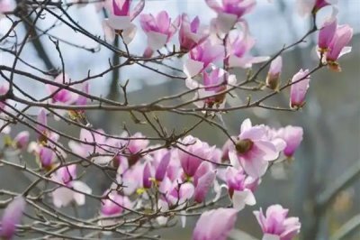 玉蘭花的寓意，寓意忠貞愛情、知恩圖報等