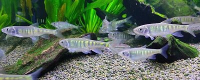 新手怎么養(yǎng)冷水魚，根據(jù)魚的體型來(lái)選擇合適的魚缸