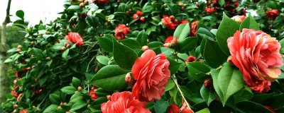 山茶花的花語(yǔ)是什么，寓意謙讓高潔、理想的愛(ài)等