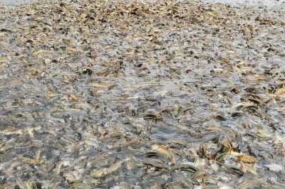 泥鰍的養(yǎng)殖成本，畝投資需要16000-17000元左右