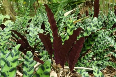 養(yǎng)殖箭羽竹芋的方法及注意事項(xiàng)，需使用疏松肥沃的腐殖土