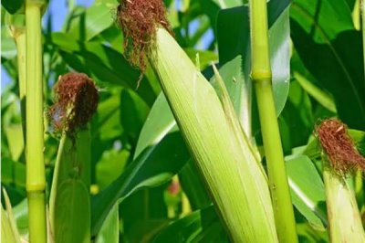 來(lái)玉179玉米種子介紹，中等肥力以上地塊栽培