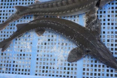 養(yǎng)殖的中華鱘能不能吃，人工繁殖的子二代才可以銷售食用