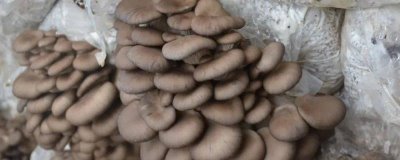 種植平菇的新方法，接種后放在通風(fēng)處使其逐漸發(fā)菌