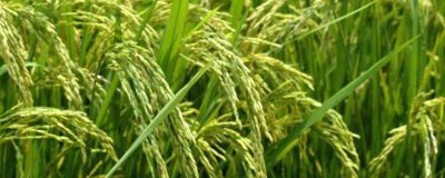 隆兩優(yōu)534水稻種子簡介，每畝有效穗數(shù)16.2萬穗
