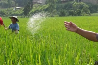 如何買到優(yōu)質(zhì)復合肥，掌握以下四標準