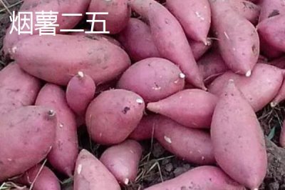 紅薯的產(chǎn)地，集中在長江流域和東南沿海各省