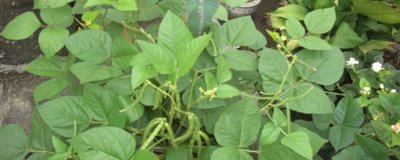 綠豆的形態(tài)特征，豆莢呈線狀圓柱形、種子呈短圓柱形