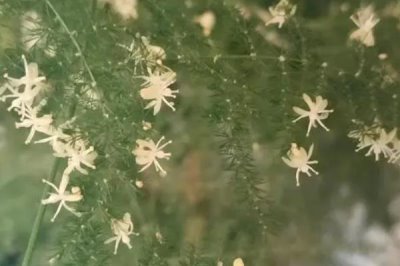 云竹開(kāi)花的寓意，寓意幸福美滿(mǎn)、永恒不變等