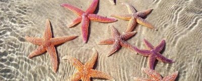 海星的產(chǎn)地，北太平洋區(qū)域的種類最多
