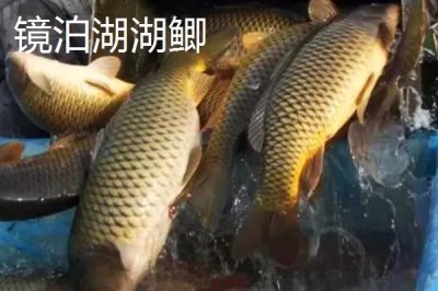 黑龍江省海林市的特產(chǎn)，素有“林海雪原”、“中國(guó)雪鄉(xiāng)”等美稱(chēng)