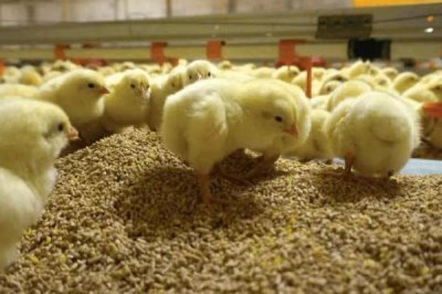 雛雞的飼料價(jià)格，通常在2500左右一噸